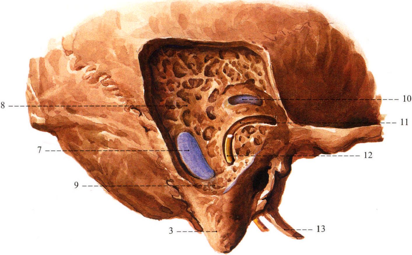 9.矢状窦、横窦和乙状窦的体表投影；10.乳突、乙状窦和面神经的关系